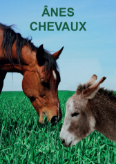 Ânes Chevaux